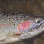 Steelhead sits in water