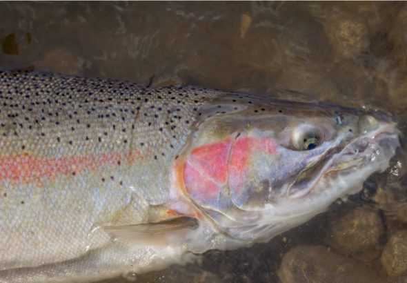 Steelhead sits in water