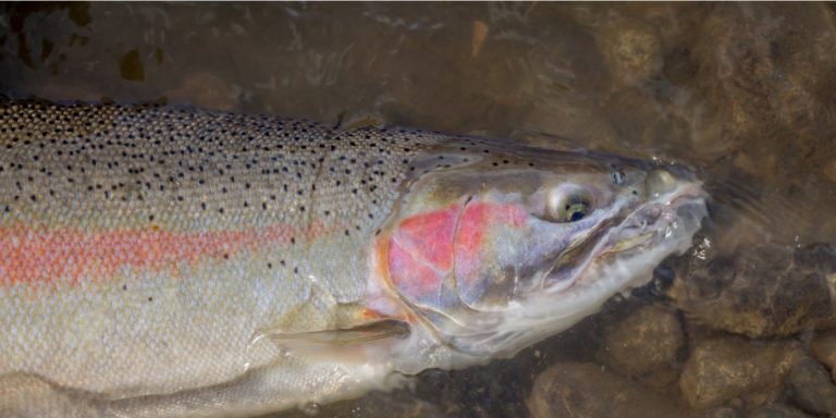 Steelhead sits in water