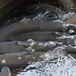 steelhead crowd together