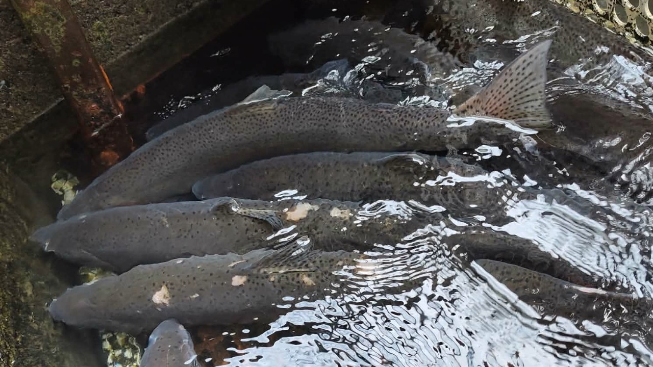 steelhead crowd together