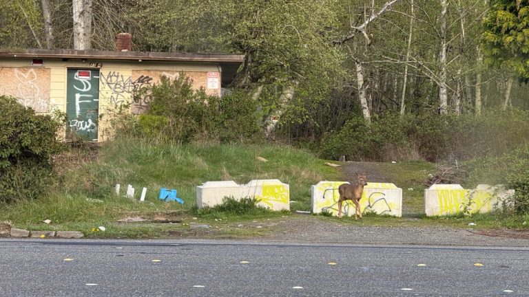 A deer emerges from out of the woods on the 4300 block of Meridian Street in front of an abandoned building.