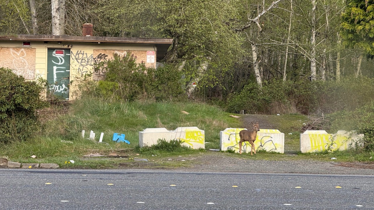 A deer emerges from out of the woods on the 4300 block of Meridian Street in front of an abandoned building.