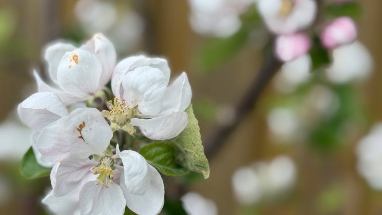 High tree and grass pollen levels have triggered an allergy surge across Washington, and northwest residents are feeling it.