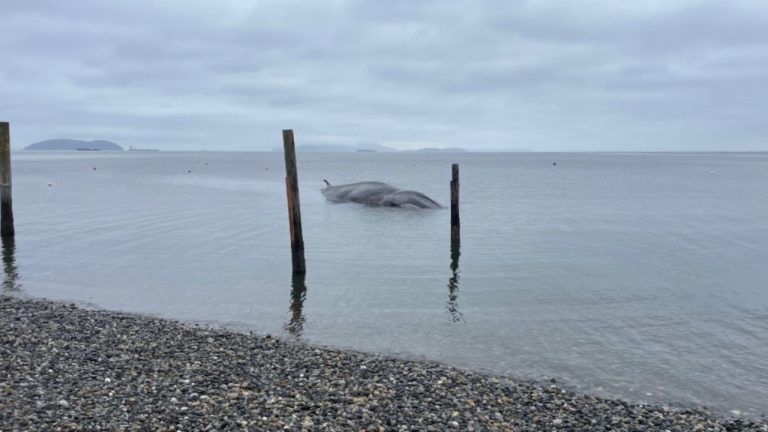 a fin whale washed up near Samish Island