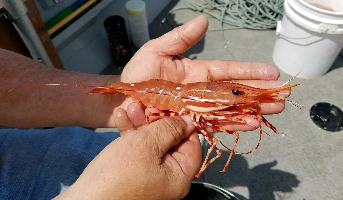 a spot shrimp is held by wdfw staff