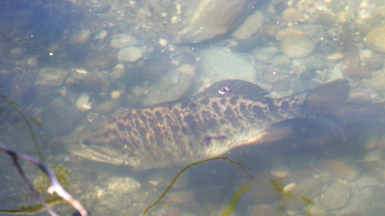 a smallmouth bass in Whatcom Creek