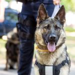 Police Dog