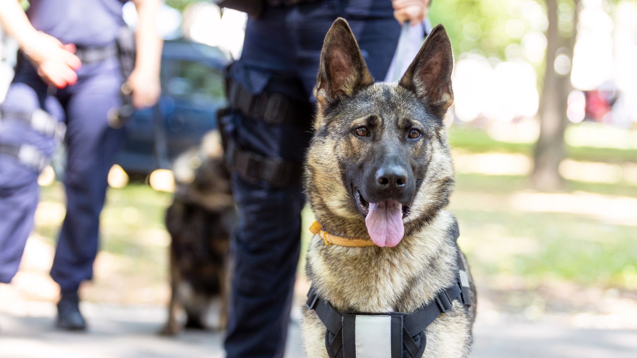 Police Dog