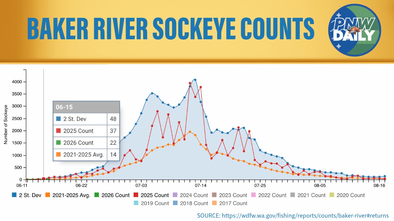 Baker River sockeye trap counts for 2026 compared to the 2025 record return and recent five-year average