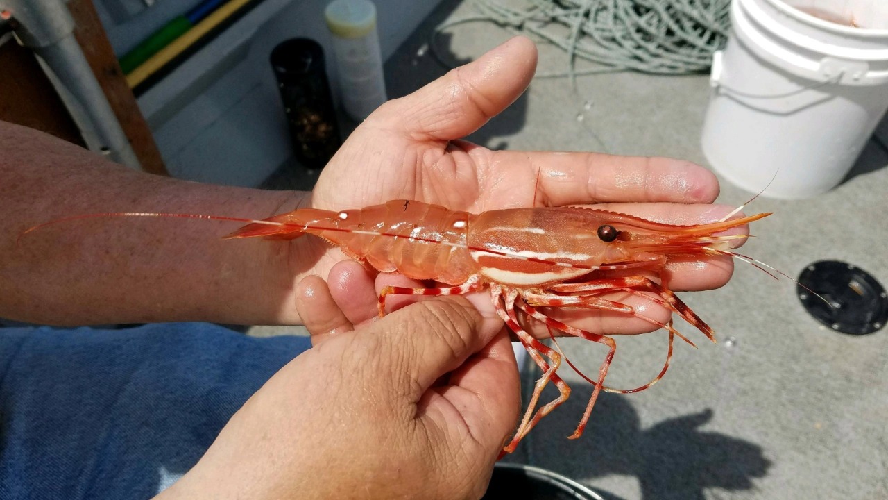 WDFW canceled the July 18-20 shrimp opener in Marine Area 7 West but added two fishing days in Marine Area 6 after quota updates from the 2026 season.