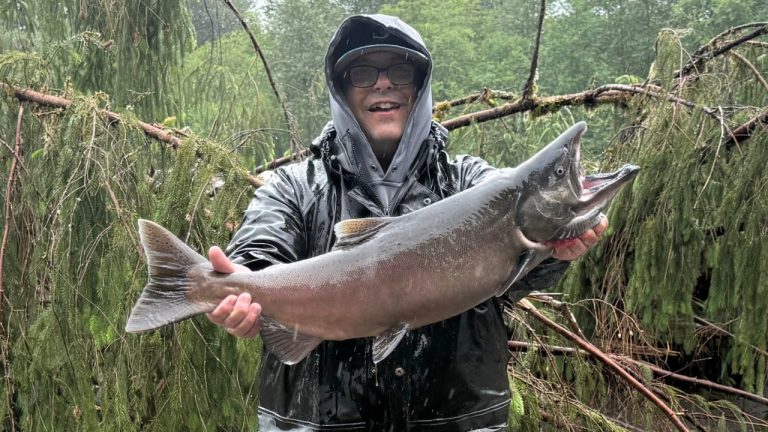 An angler holds a hatchery spring Chinook on the North Fork Nooksack River during a rainy Sunday morning outing. WDFW closed the fishery the following day.