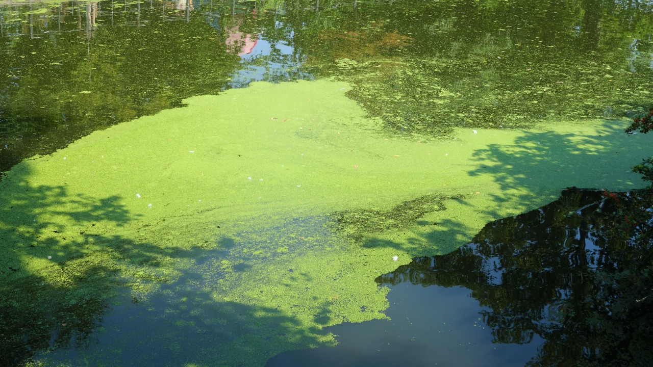 Whatcom County issued a drinking water advisory after testing found increased microcystin levels in Lake Samish, affecting private water systems.