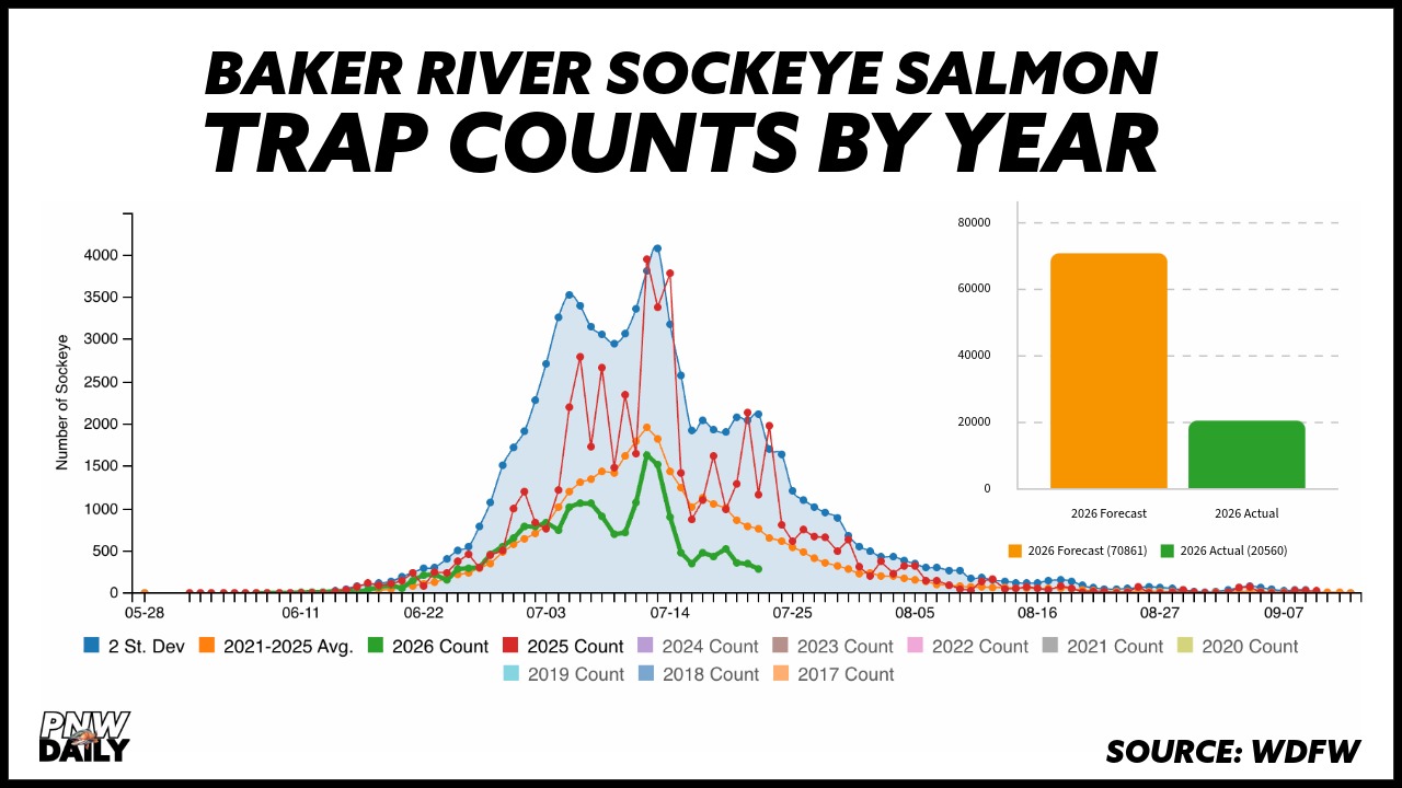 Baker River sockeye salmon trap counts by year, showing the 2026 count well below the 2021-2025 average