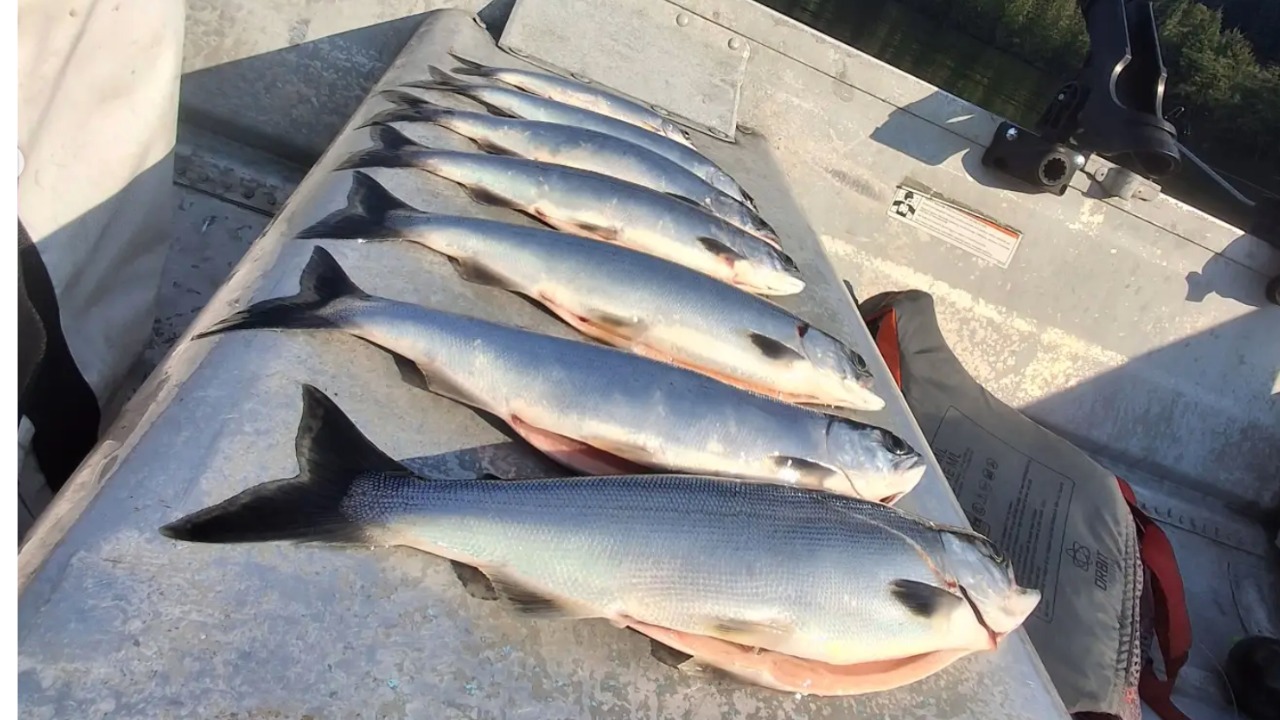 Chris Hamilton of Yeager’s Sporting Goods shows off a limit of Lake Samish kokanee caught Tuesday morning.