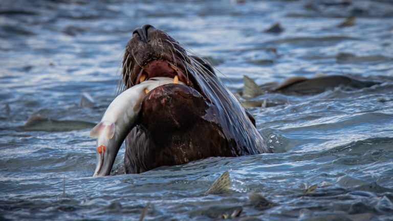 Washington fishery managers waited until after the Columbia River's historical halfway point to determine whether the 2026 sockeye run was merely late. Instead, Bonneville Dam counts declined, confirming the Brewster season's cancellation.