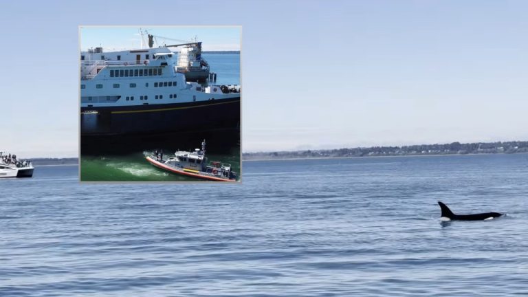 An orca surfaces in Bellingham Bay moments after Bellingham SWAT officers wrapped up ferry training with the U.S. Coast Guard.