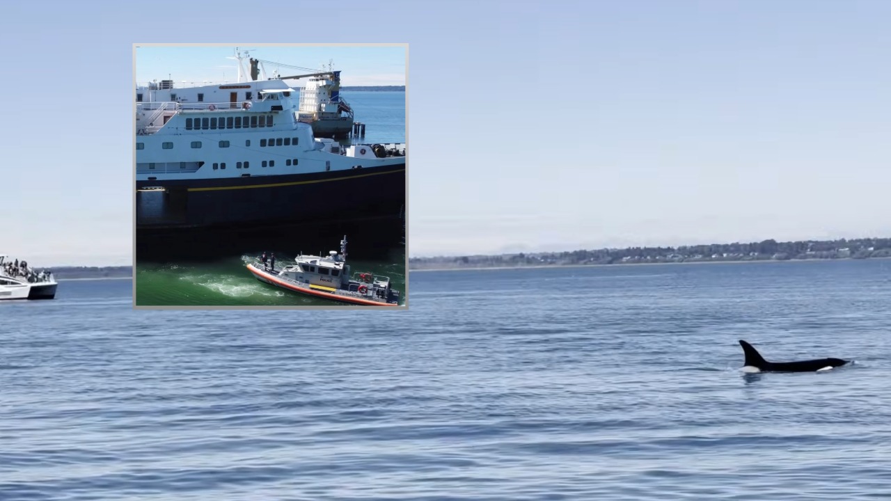 An orca surfaces in Bellingham Bay moments after Bellingham SWAT officers wrapped up ferry training with the U.S. Coast Guard.