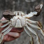 A Chinese mitten crab shows the dense, hair-covered claws that give the invasive species its name.