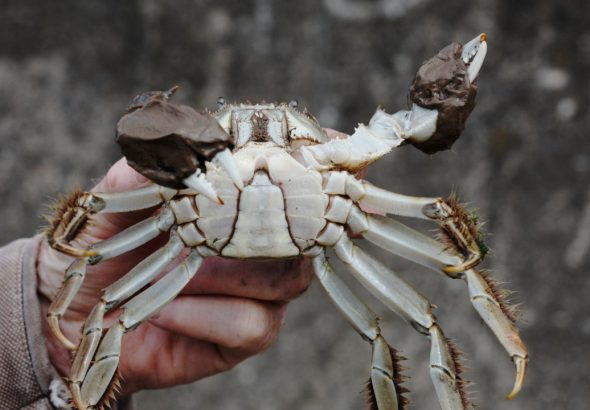 A Chinese mitten crab shows the dense, hair-covered claws that give the invasive species its name.