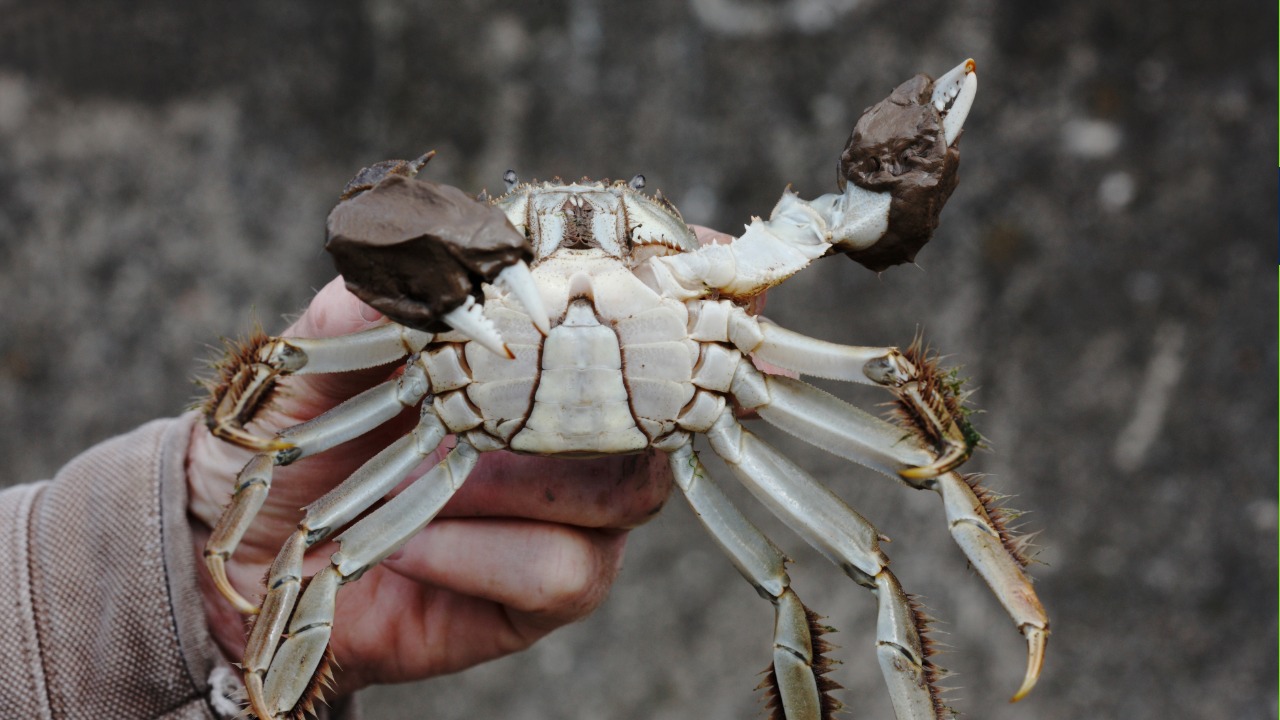 A Chinese mitten crab shows the dense, hair-covered claws that give the invasive species its name.