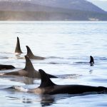 Washington Attorney General Nick Brown is suing over federal Endangered Species Act changes set to take effect Sept. 14.
