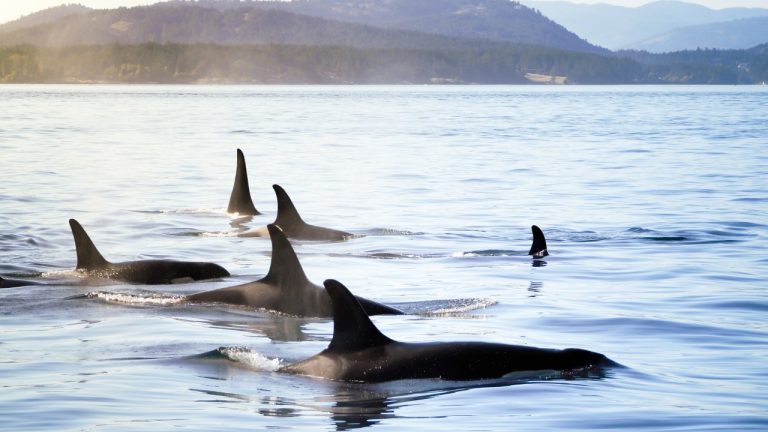 Washington Attorney General Nick Brown is suing over federal Endangered Species Act changes set to take effect Sept. 14.
