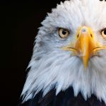 Joel David Ridley pleaded guilty to illegal firearm possession and killing two bald eagles on the Lummi Reservation. Sentencing is set for Jan. 25, 2027.