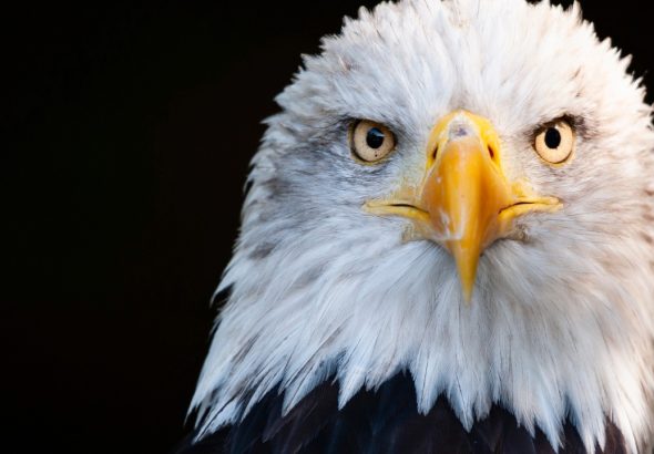 Joel David Ridley pleaded guilty to illegal firearm possession and killing two bald eagles on the Lummi Reservation. Sentencing is set for Jan. 25, 2027.