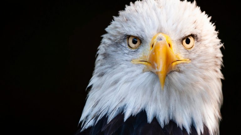 Joel David Ridley pleaded guilty to illegal firearm possession and killing two bald eagles on the Lummi Reservation. Sentencing is set for Jan. 25, 2027.