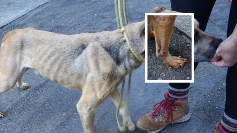 A severely underweight dog removed from the Russet Avenue property.