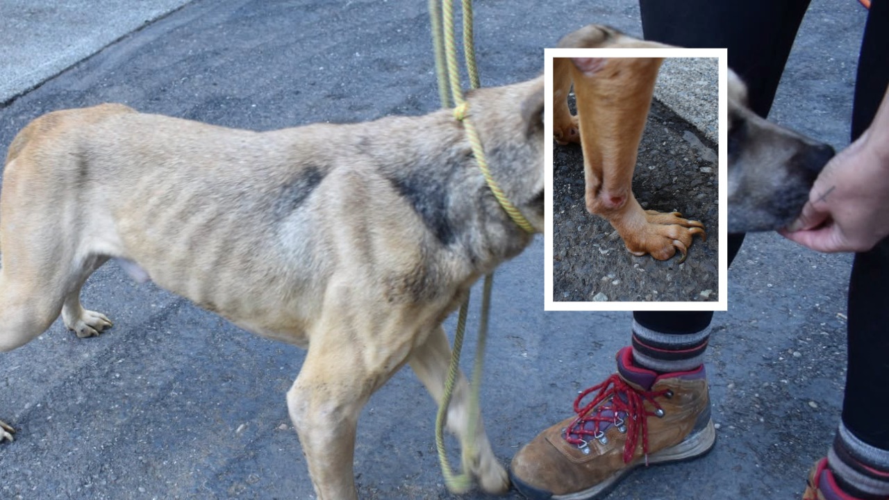 A severely underweight dog removed from the Russet Avenue property.